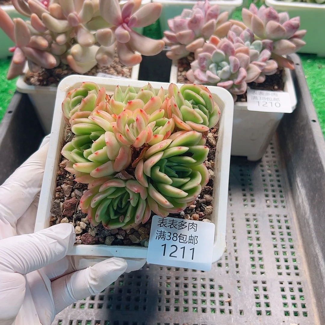 多肉一物一柏植物1211