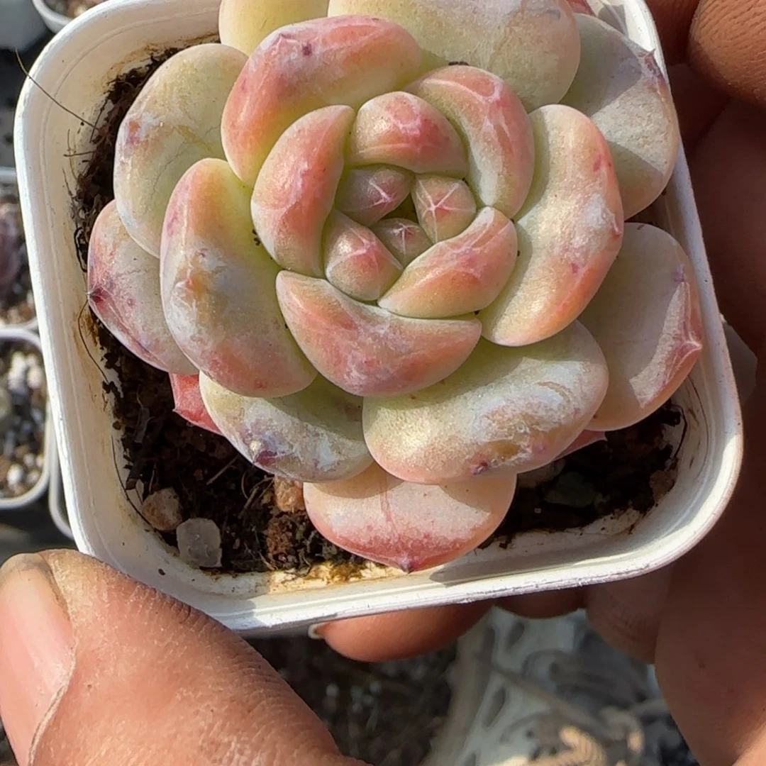 多肉小卡拉米糖心一物一拍