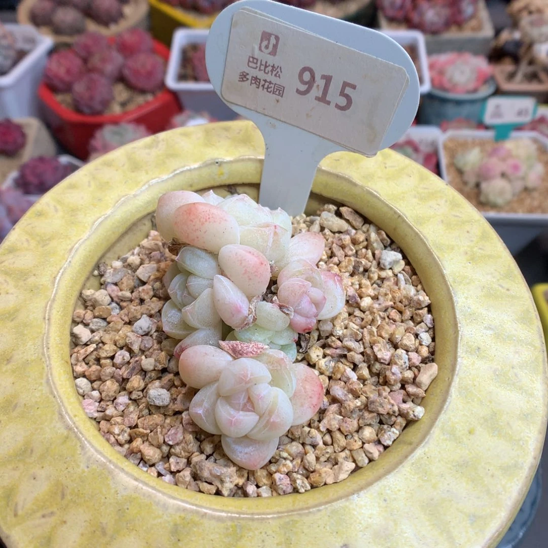 ?*胖915 粉透冰玉多肉