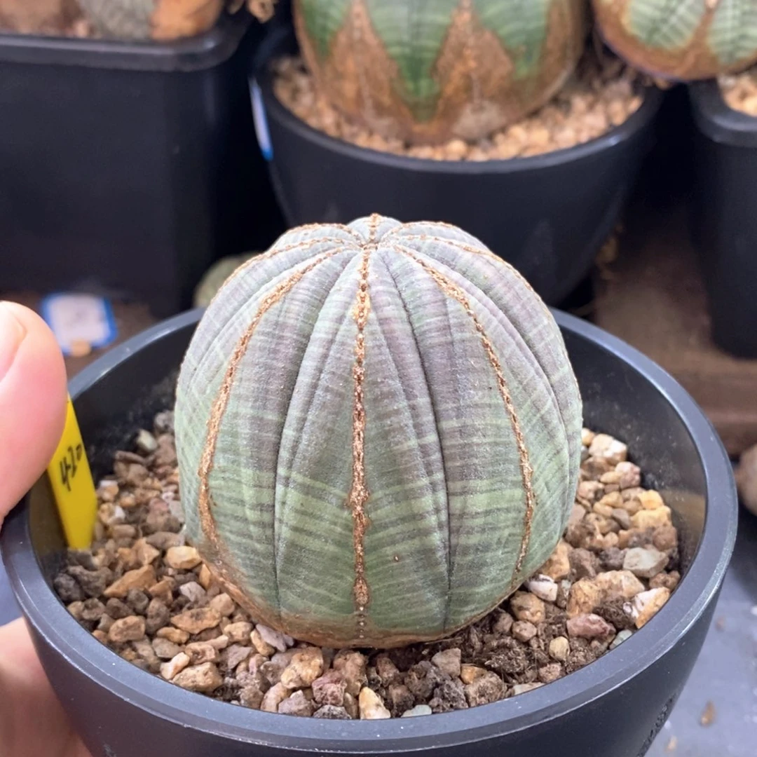 欧系实生布纹球 一物一拍