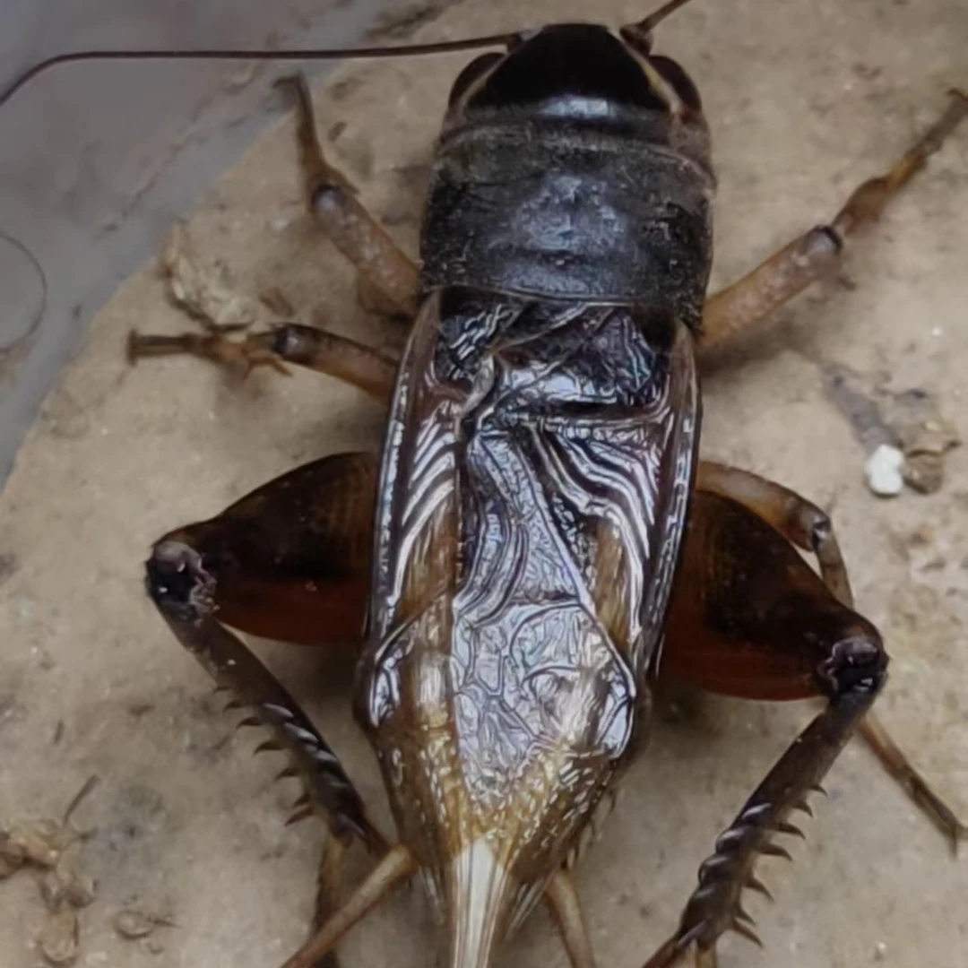 山东聊城冠县，大鹏虫，秋虫，油葫芦，野生