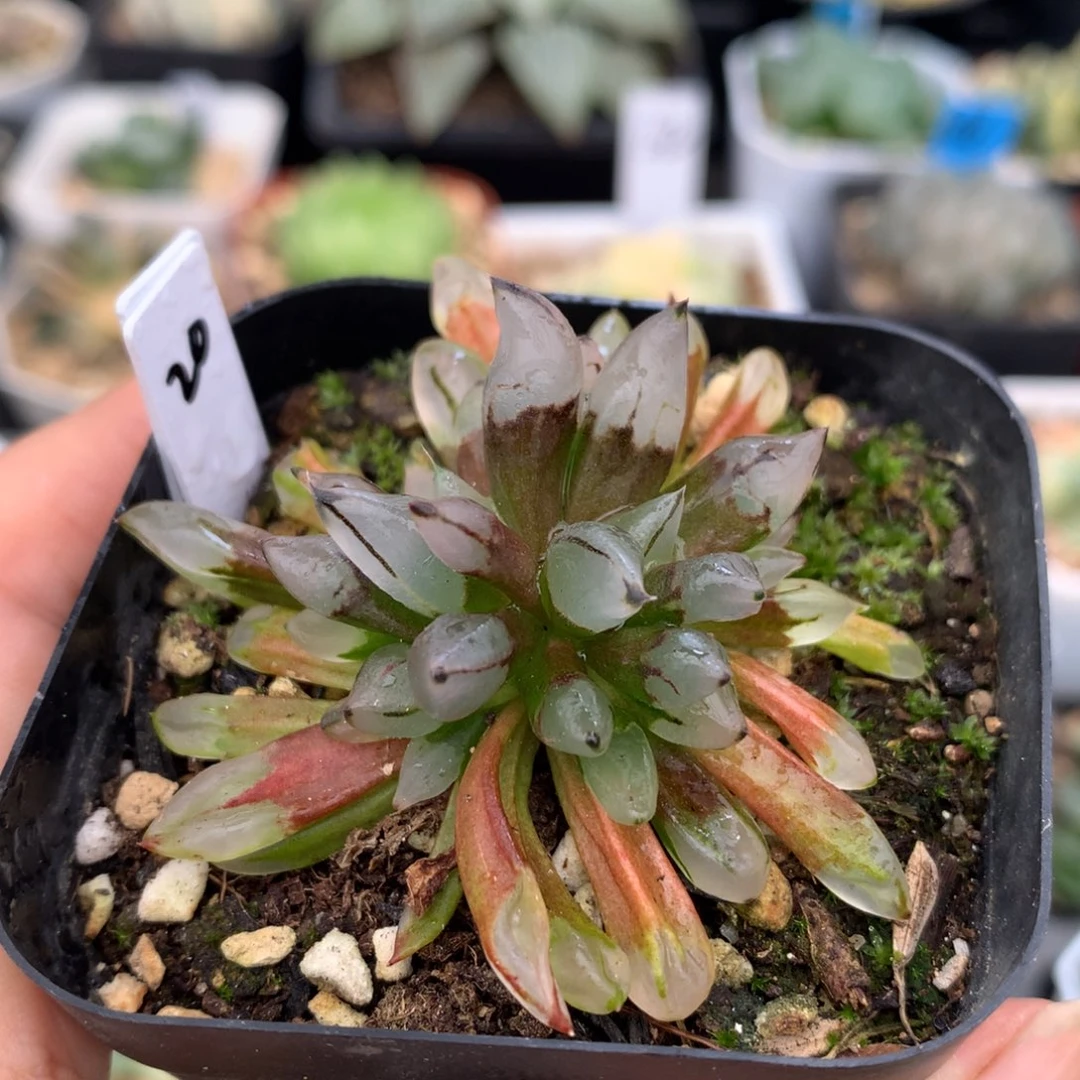 子弹头，带盆一起的