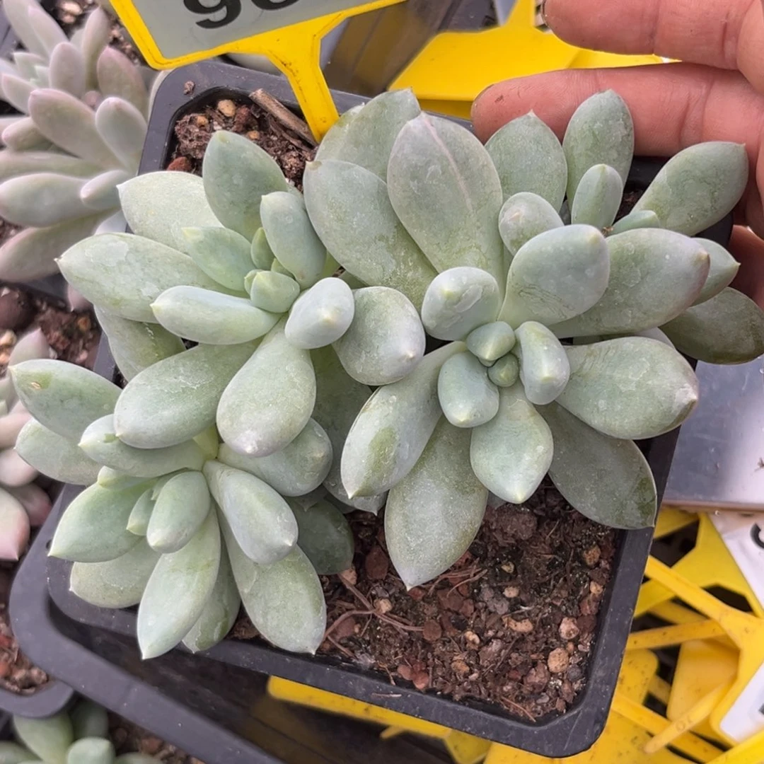 多肉植物胖体哥特960