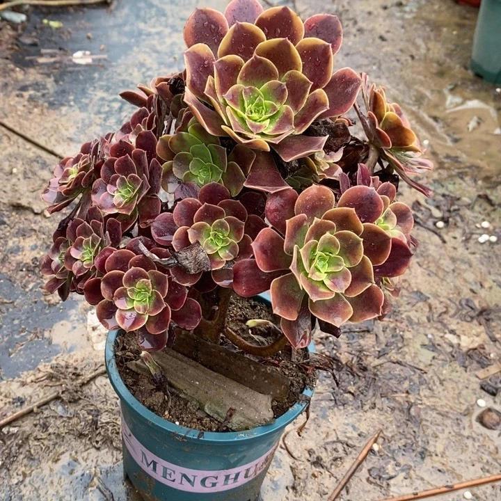 欧嘉莉断枝66多肉植物法师法师法师