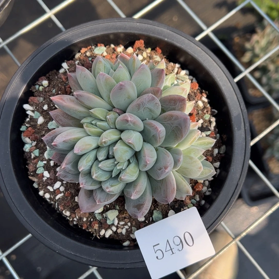 会***瓜5490多肉多多多多多d