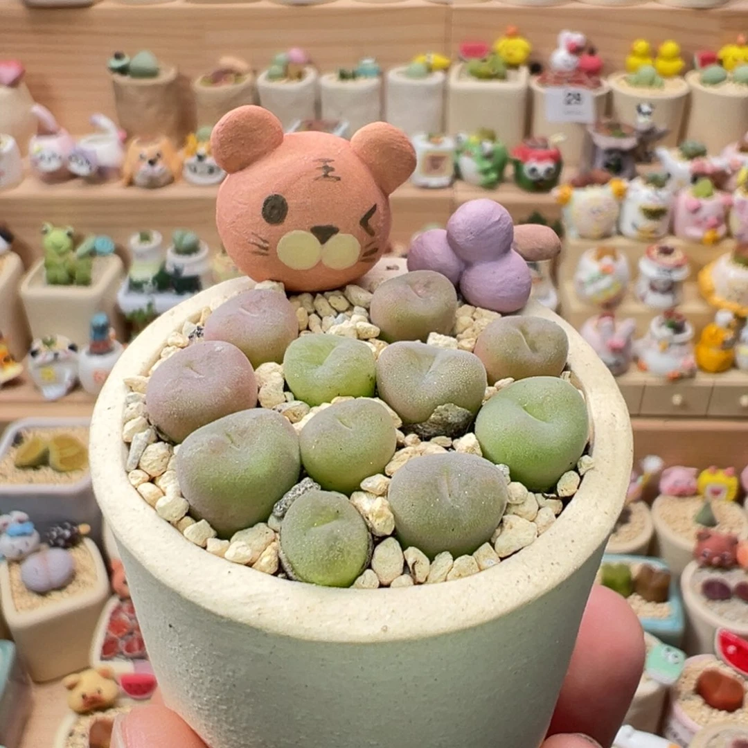 多肉植物188号空卡佛