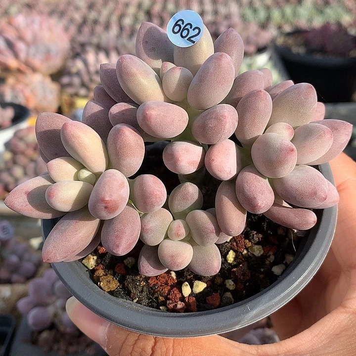 仙子奶酪多肉植物