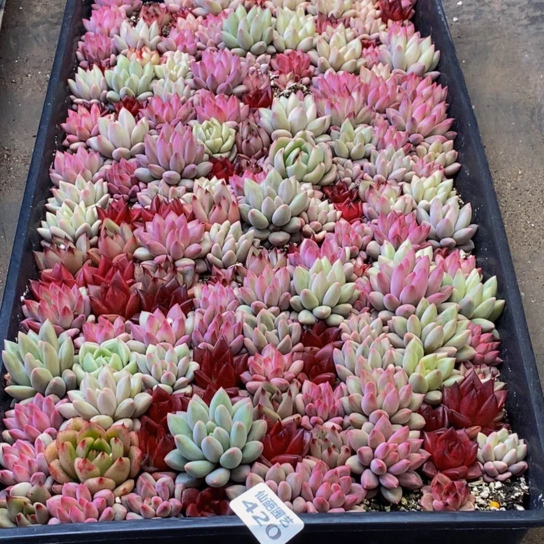 6*6420多肉植物保护研究所所长助理