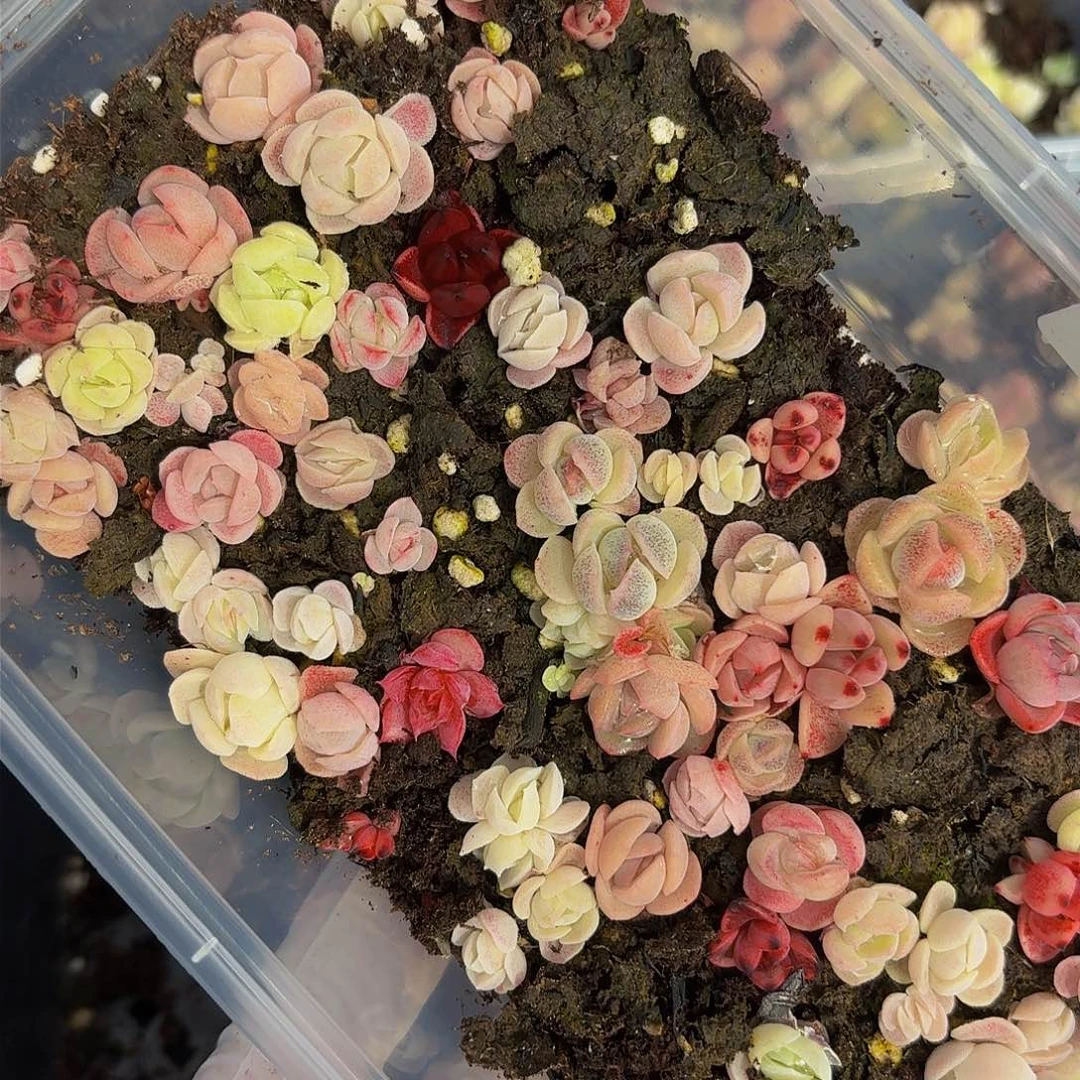 多肉植物多肉植物866