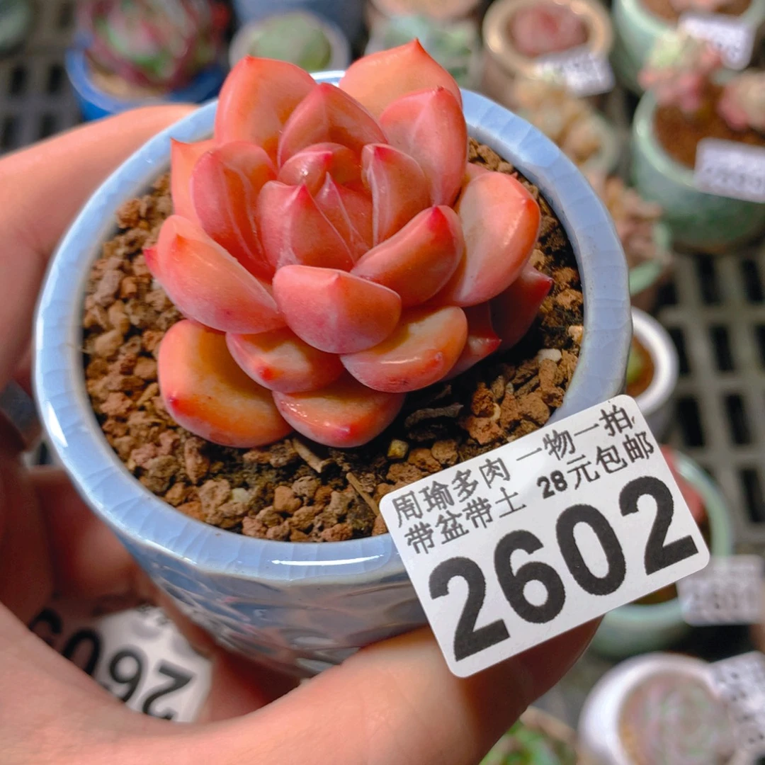 5厘米盆精控多肉2602