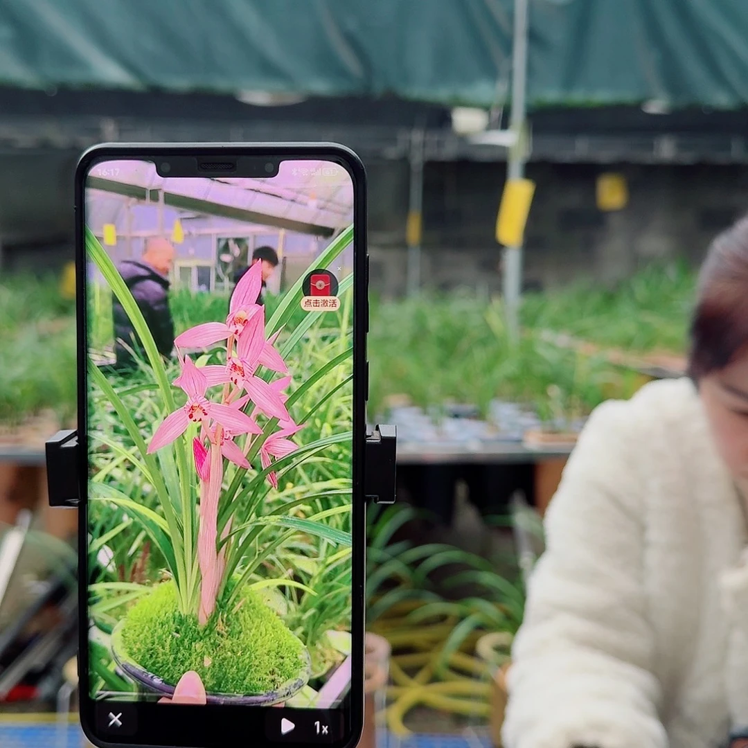 当前无花栽培后可以开花