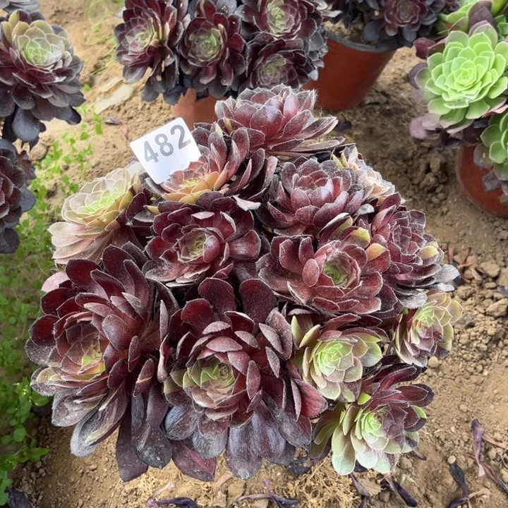 黑寡妇482不包断枝