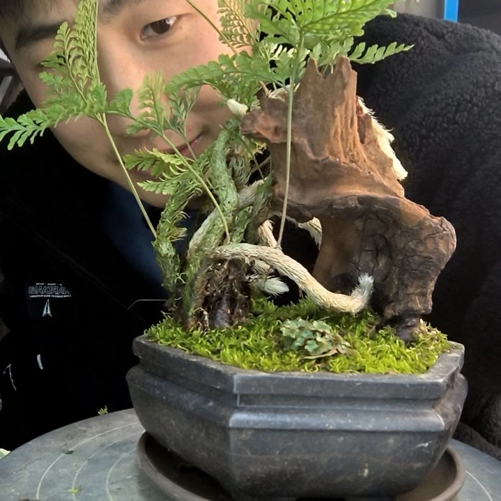 超***区小盆景小植物一物一拍236