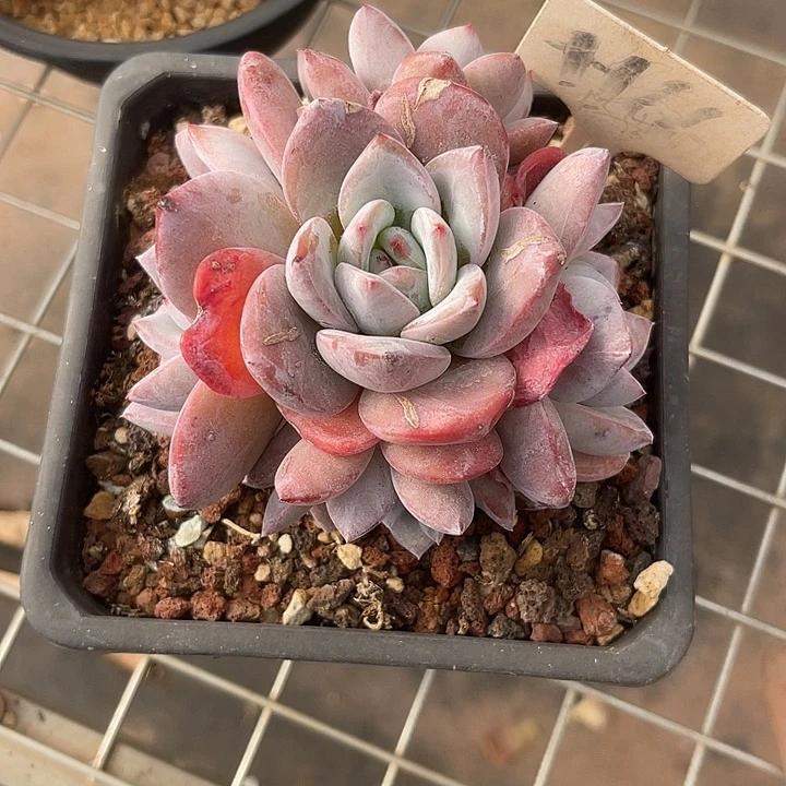 两单包邮，一物一拍166石榴汁