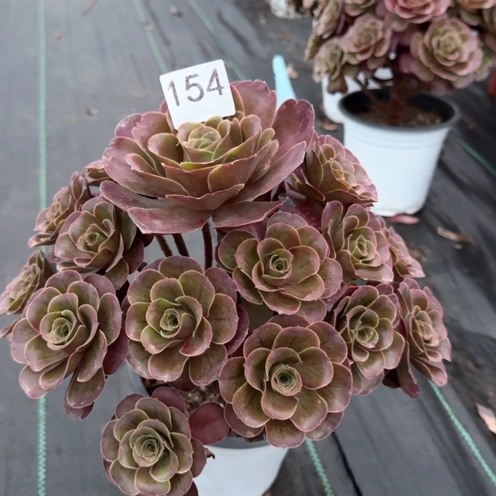 魅金玫瑰法师一颗，154