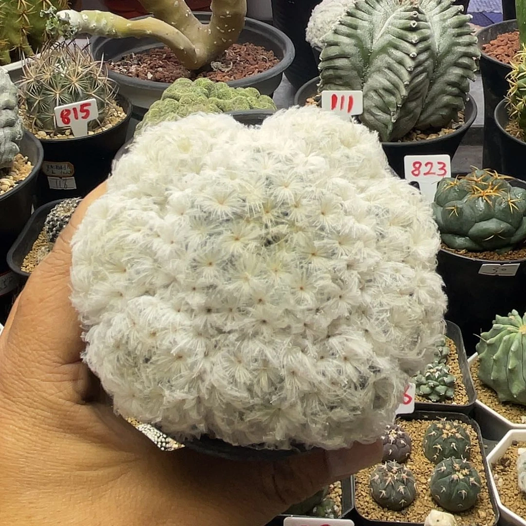 实生日系佛头白星仙人球