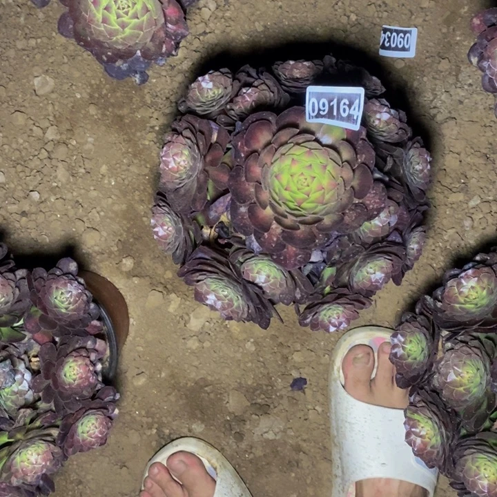 09164号抹茶法师