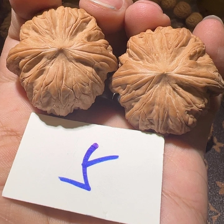 核桃全品无修战鼓