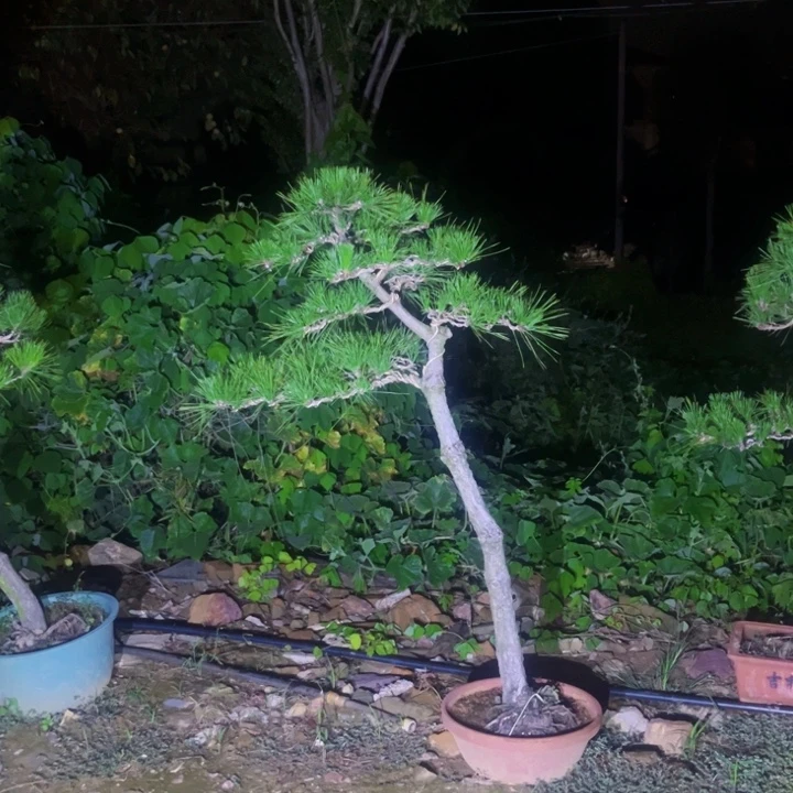 用***4无花朵黑松盆景庭院盆景