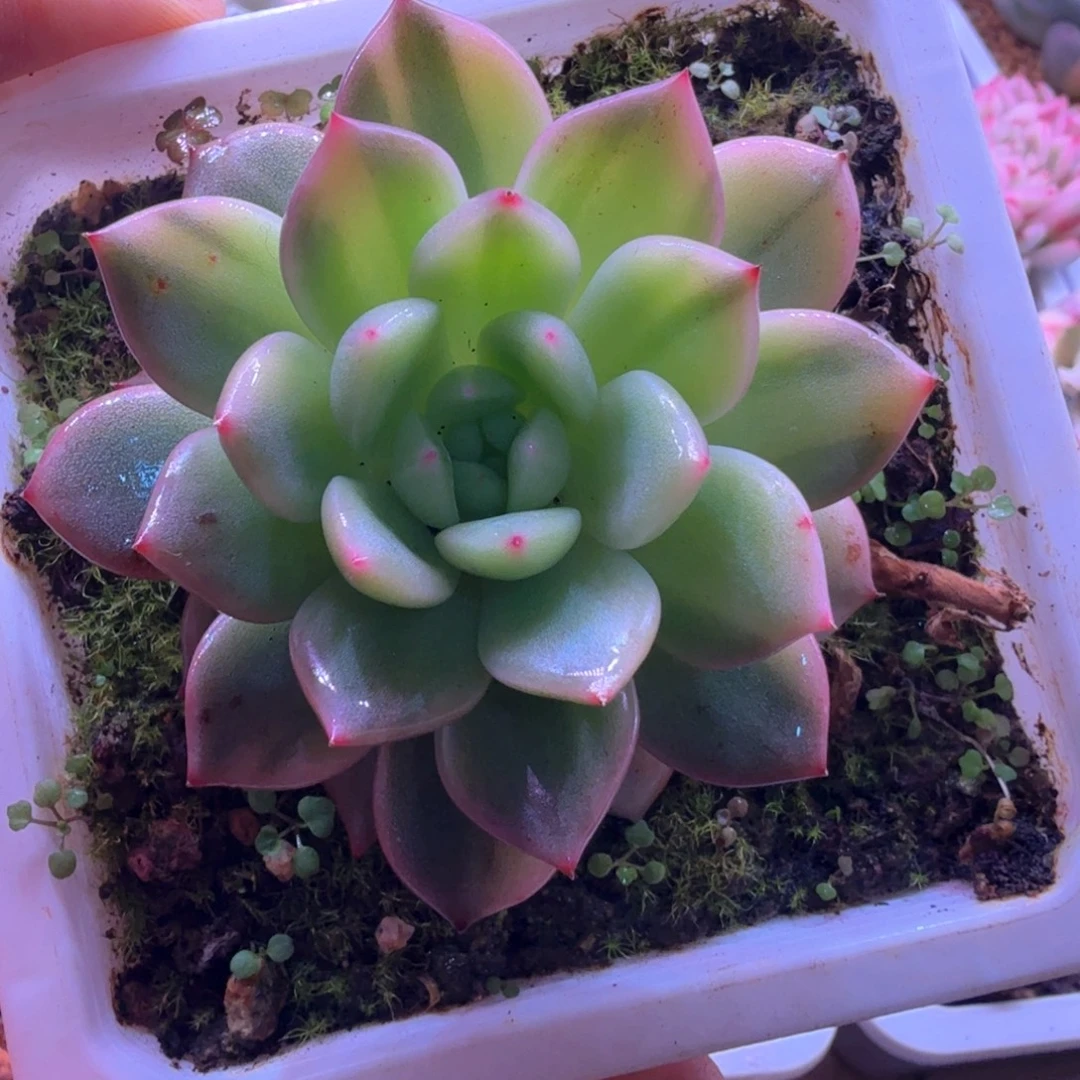 香槟锦 多肉植物锦