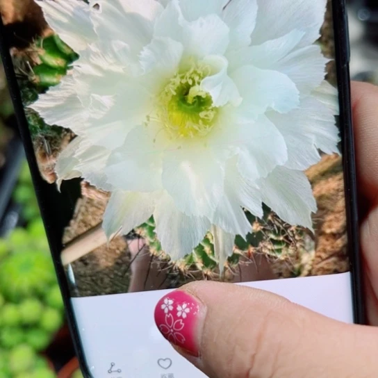 下31丽花白色伤歪掉侧芽无售后脱土发货20包邮