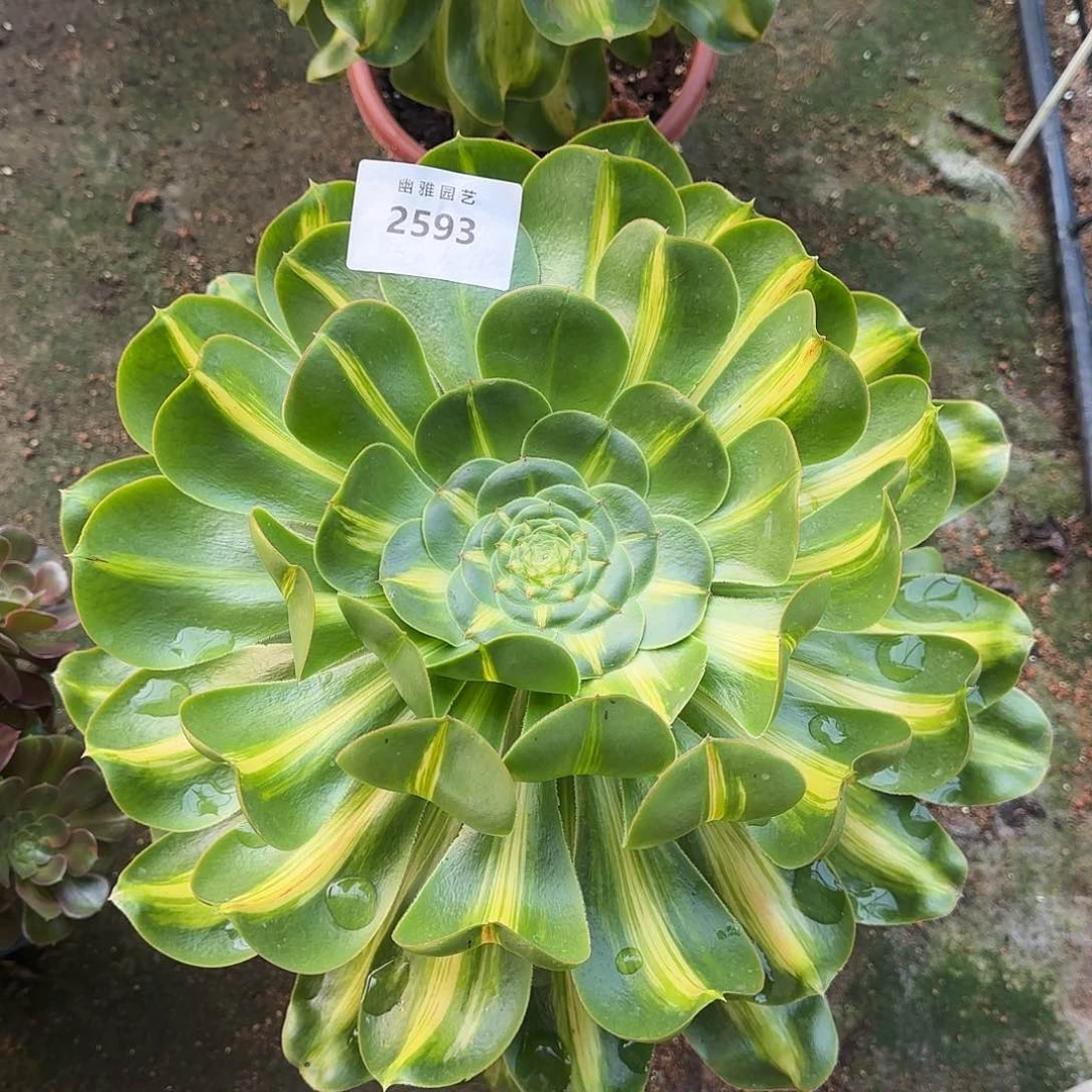 多肉植物暴君2593