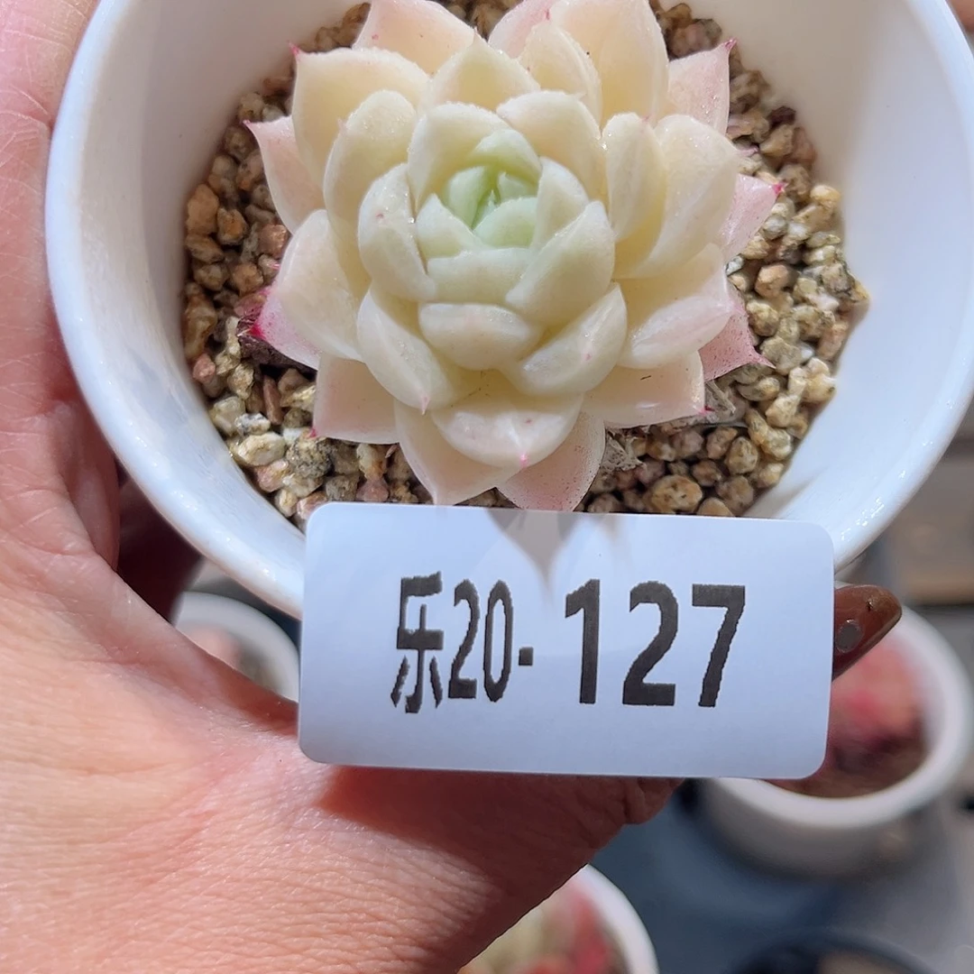 乐20-127 麦秆单头