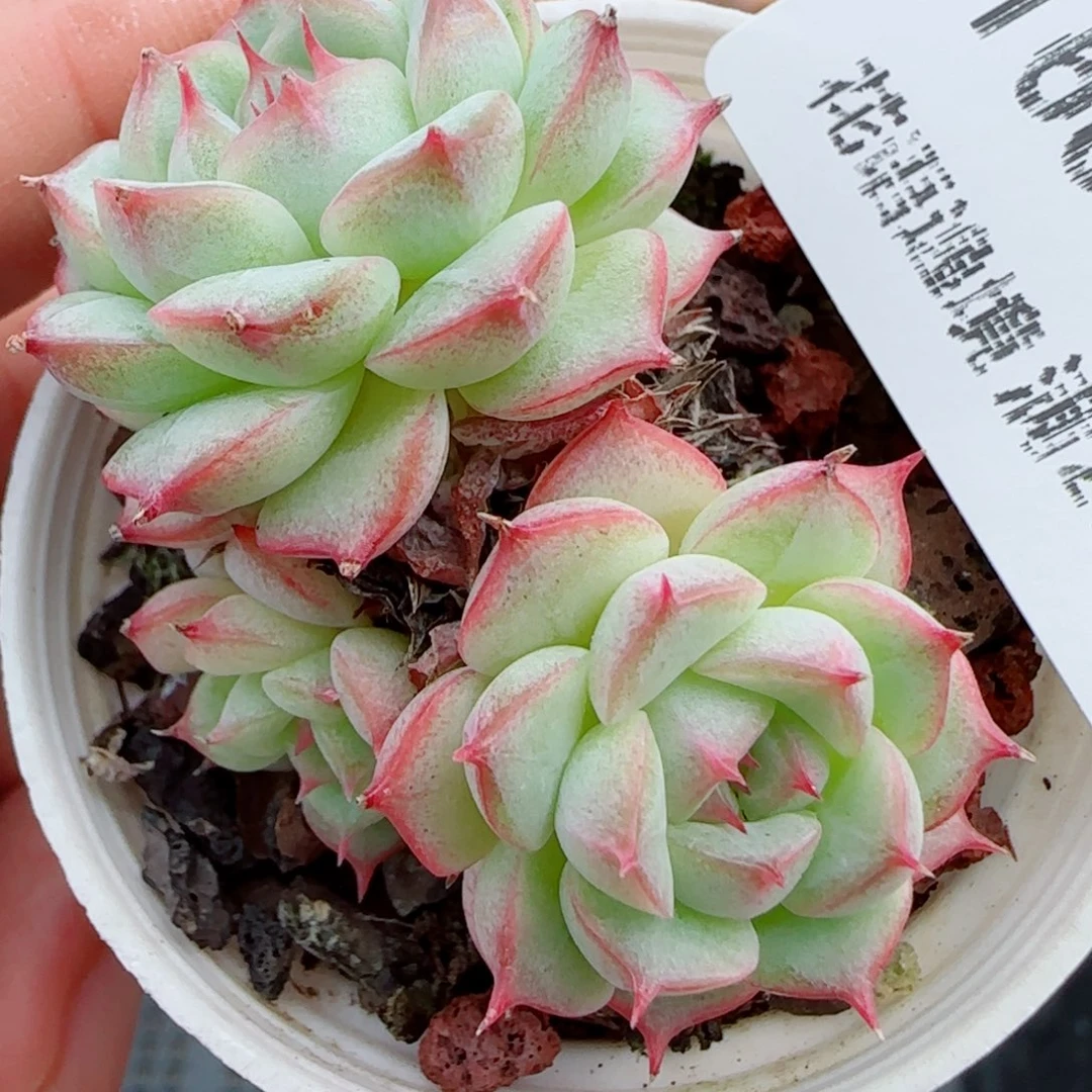 花语逸镜1017-160女王