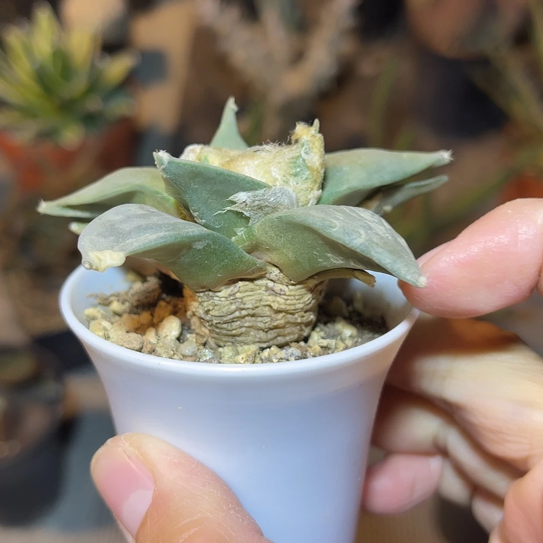 实生青瓷岩牡丹一物一拍