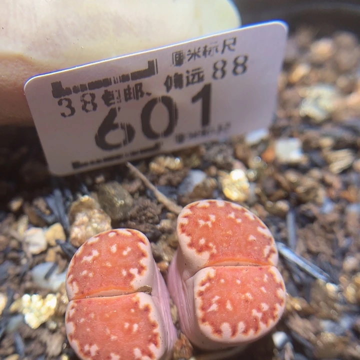 zzz精品生石花601焦糖