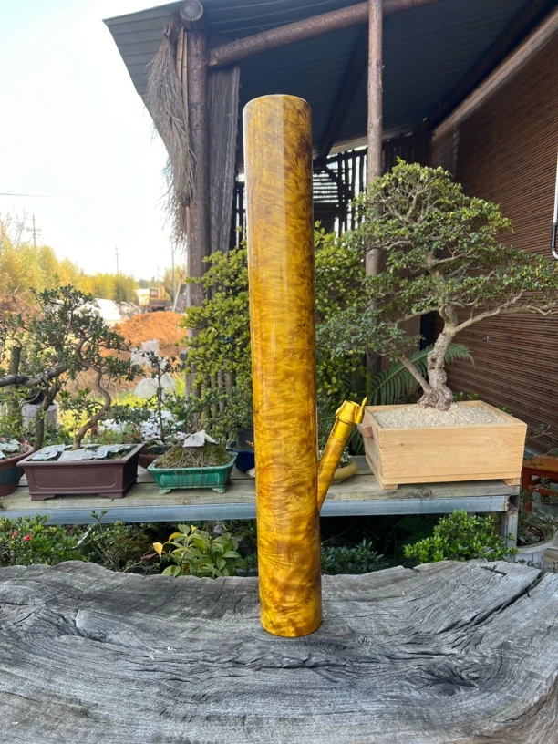 缅甸黄金樟树瘤疤水烟筒