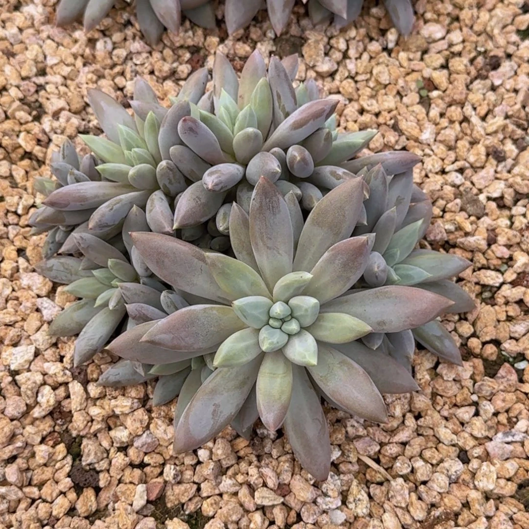 百***艳焦糖体哥特萝莉老桩