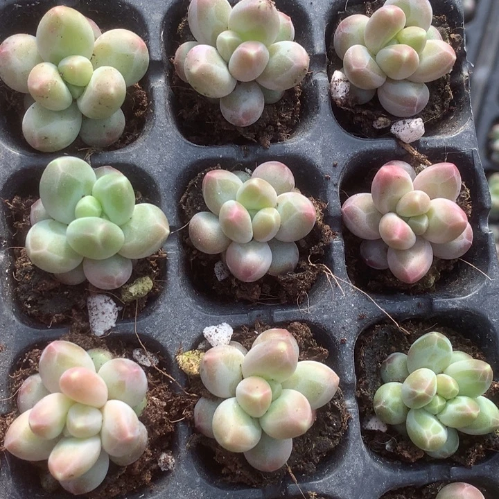 咖啡奶7颗。 （满9.99包邮不满9.99发叶子）