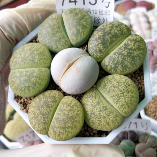 7413，2.2-2.8厘米