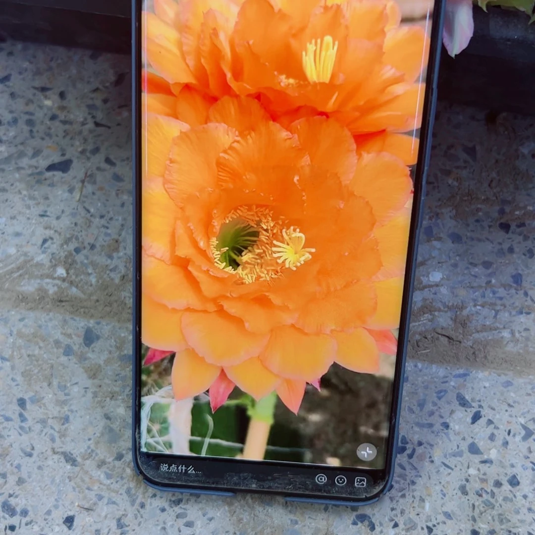 下6毛2根歪6公分以上脱土发货20包邮