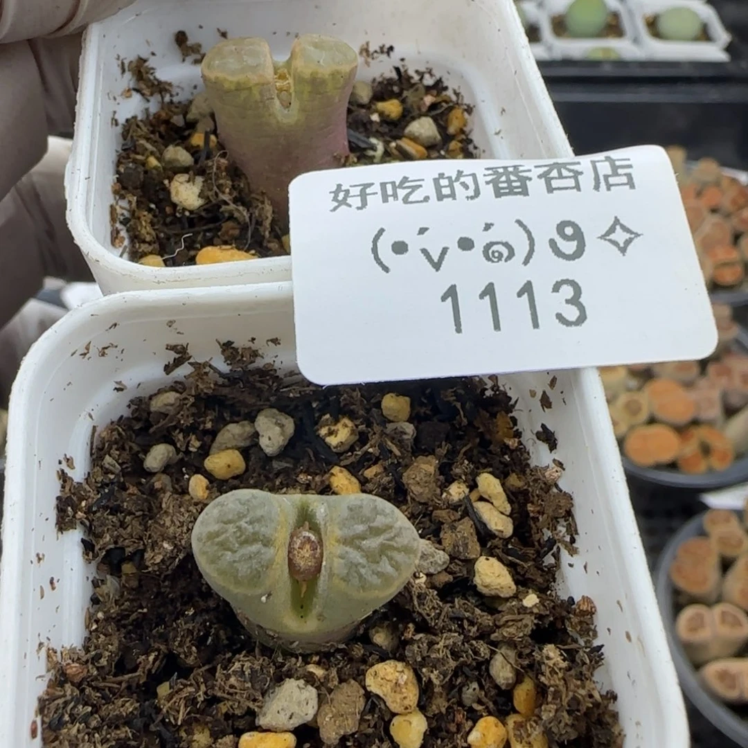 1113。两颗。。。。。。。。。