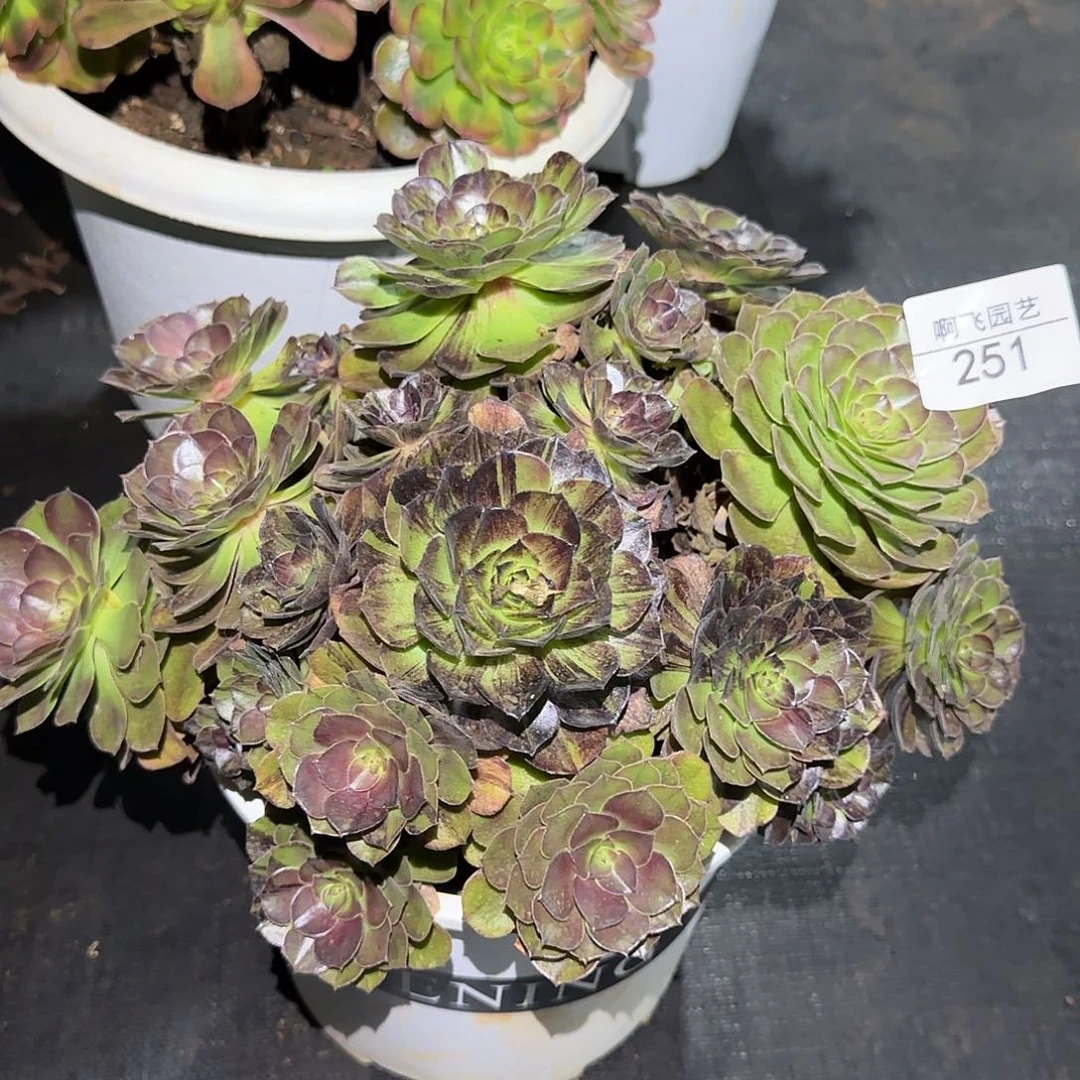 251多肉 墨染法师福利