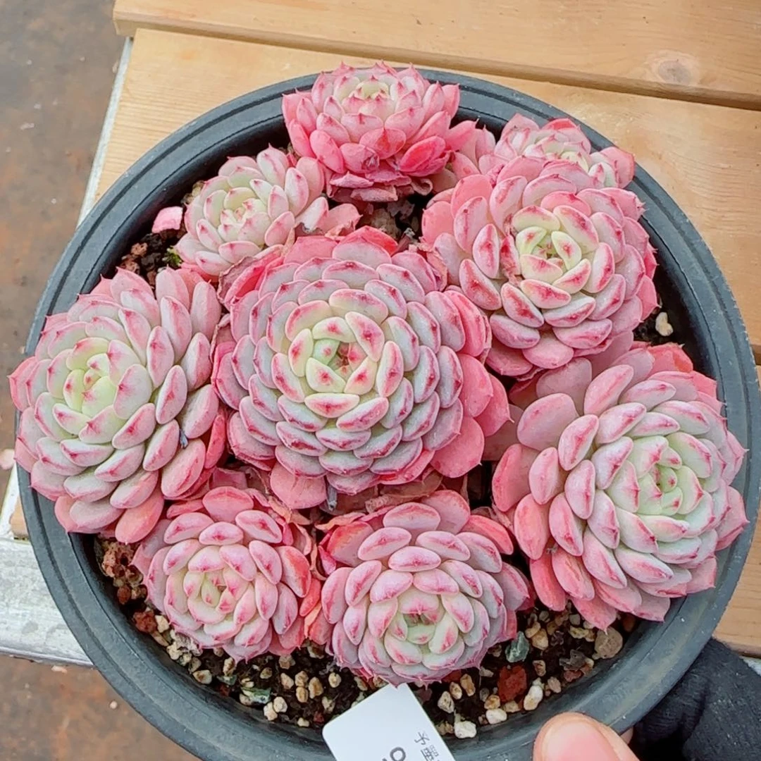 白胖子手捧，9250多肉植物