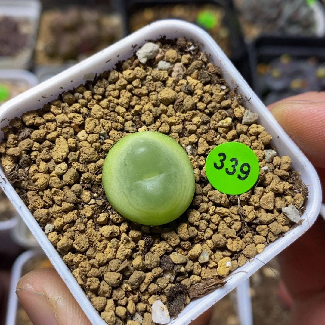 拉登1.7+多肉植物339