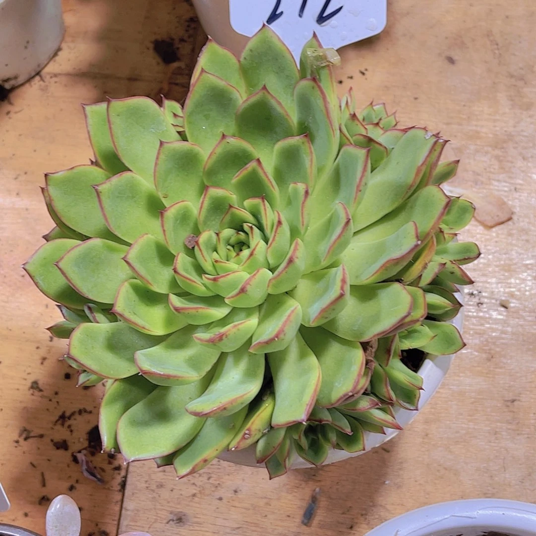 ****光000000000000000212