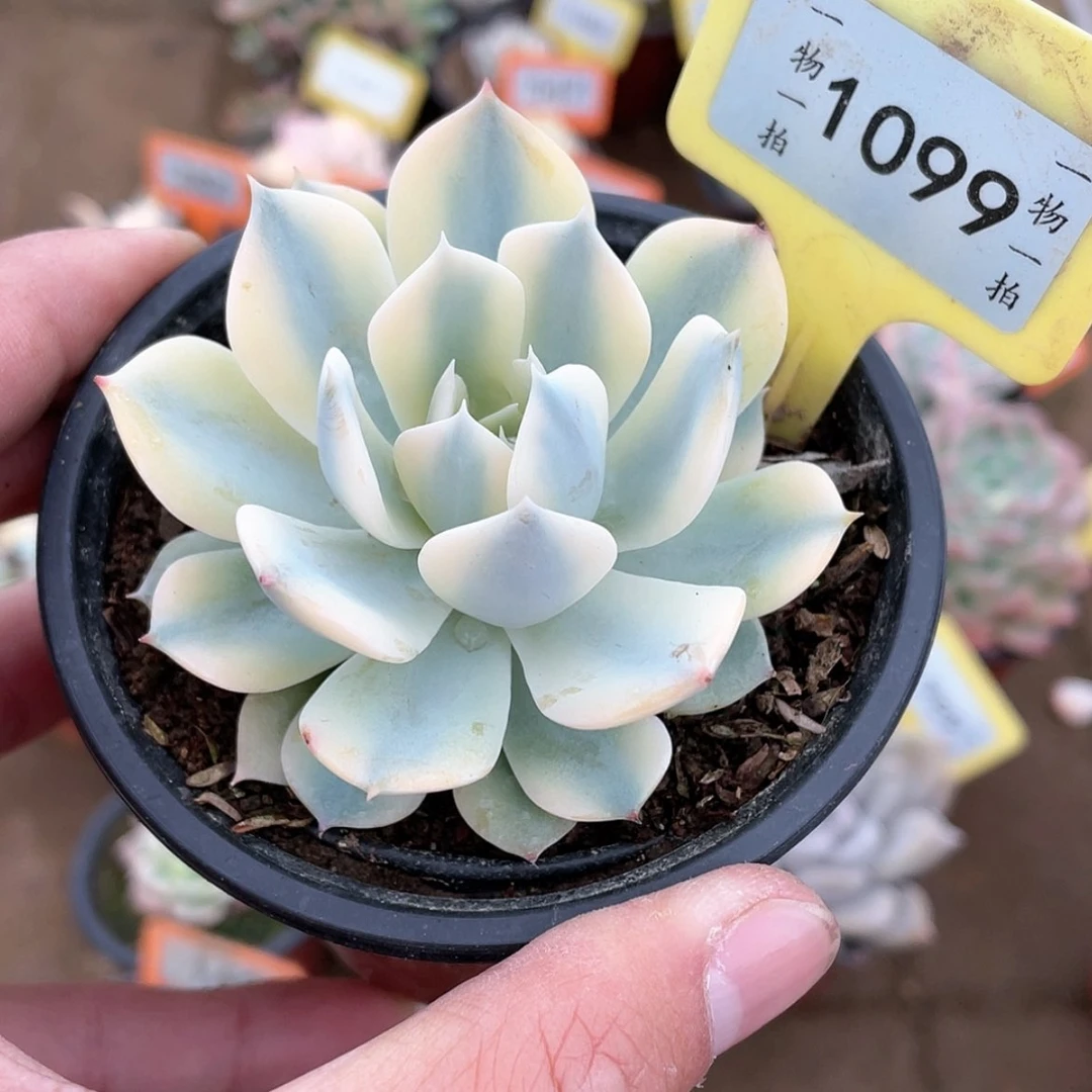 【闪购商品】o****度1099号