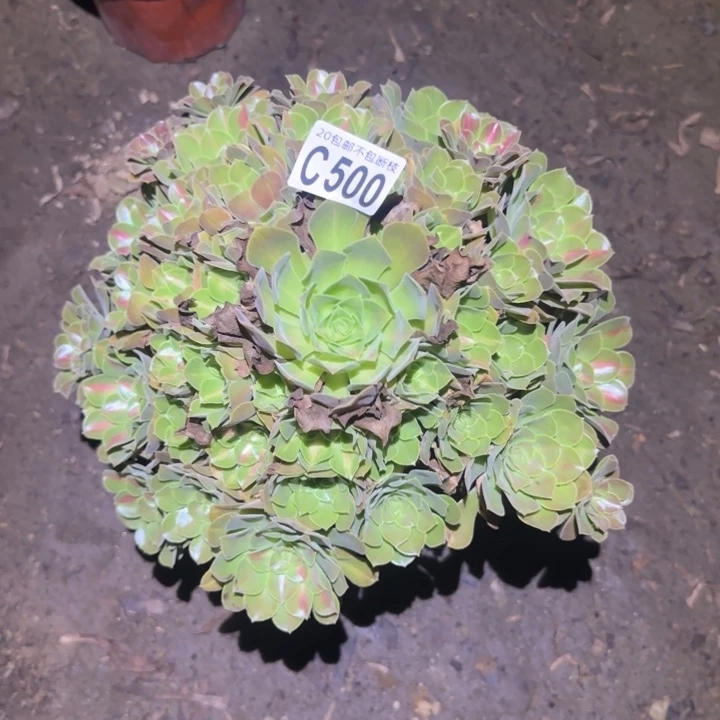 女巫中班……多肉植物的