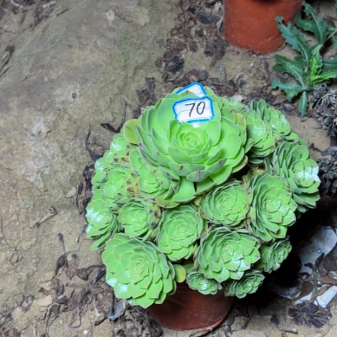 【闪购商品】万拉丝70