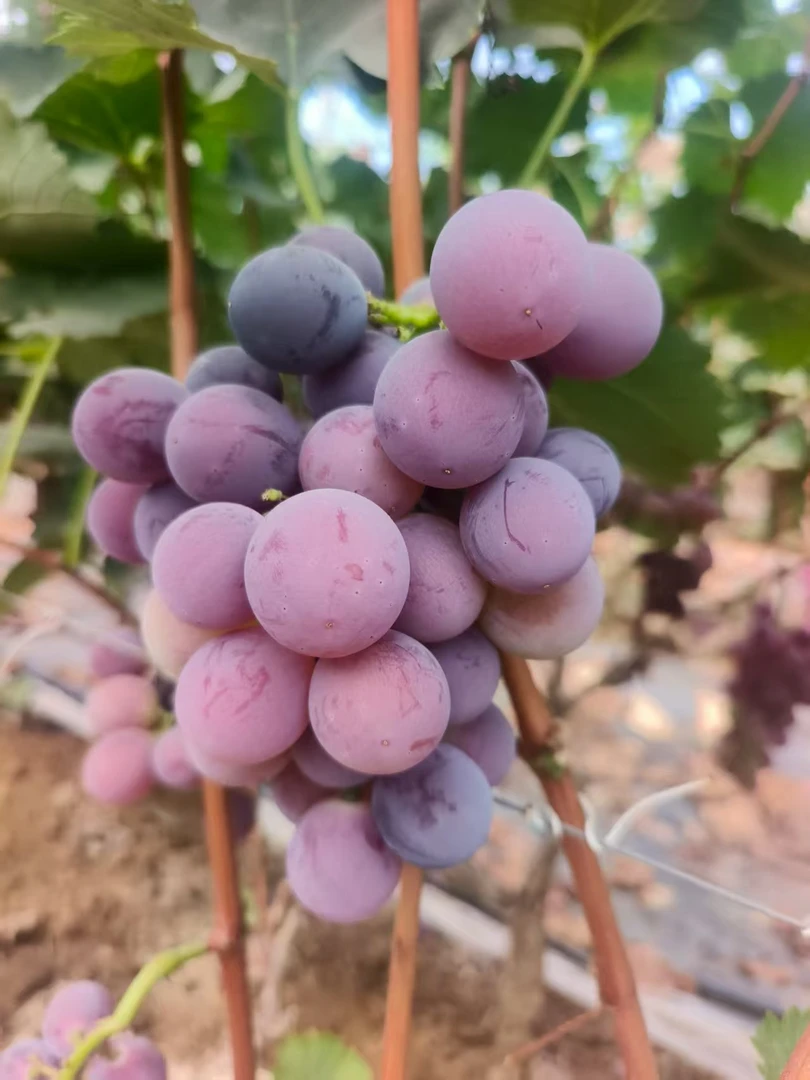 新鲜采摘老树巨峰葡萄自然成熟当季水果孕妈老人宝宝京东室内包邮