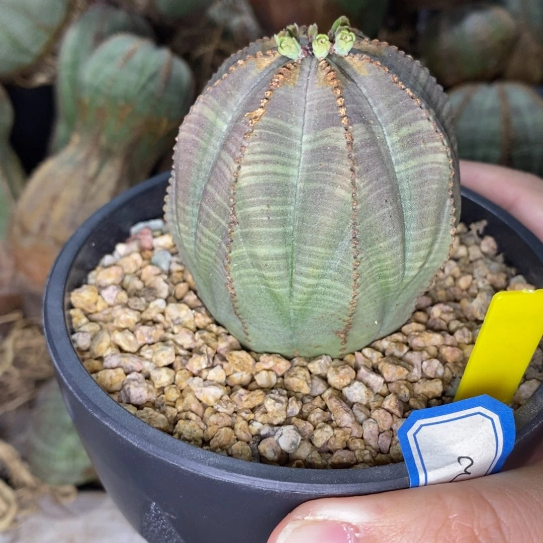 欧系布纹球一物一拍