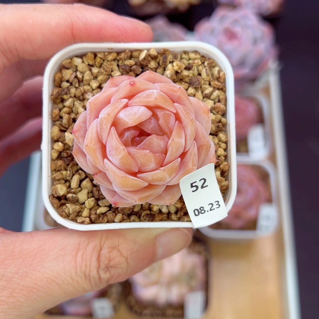 好好看52、哈哈哈哈哈