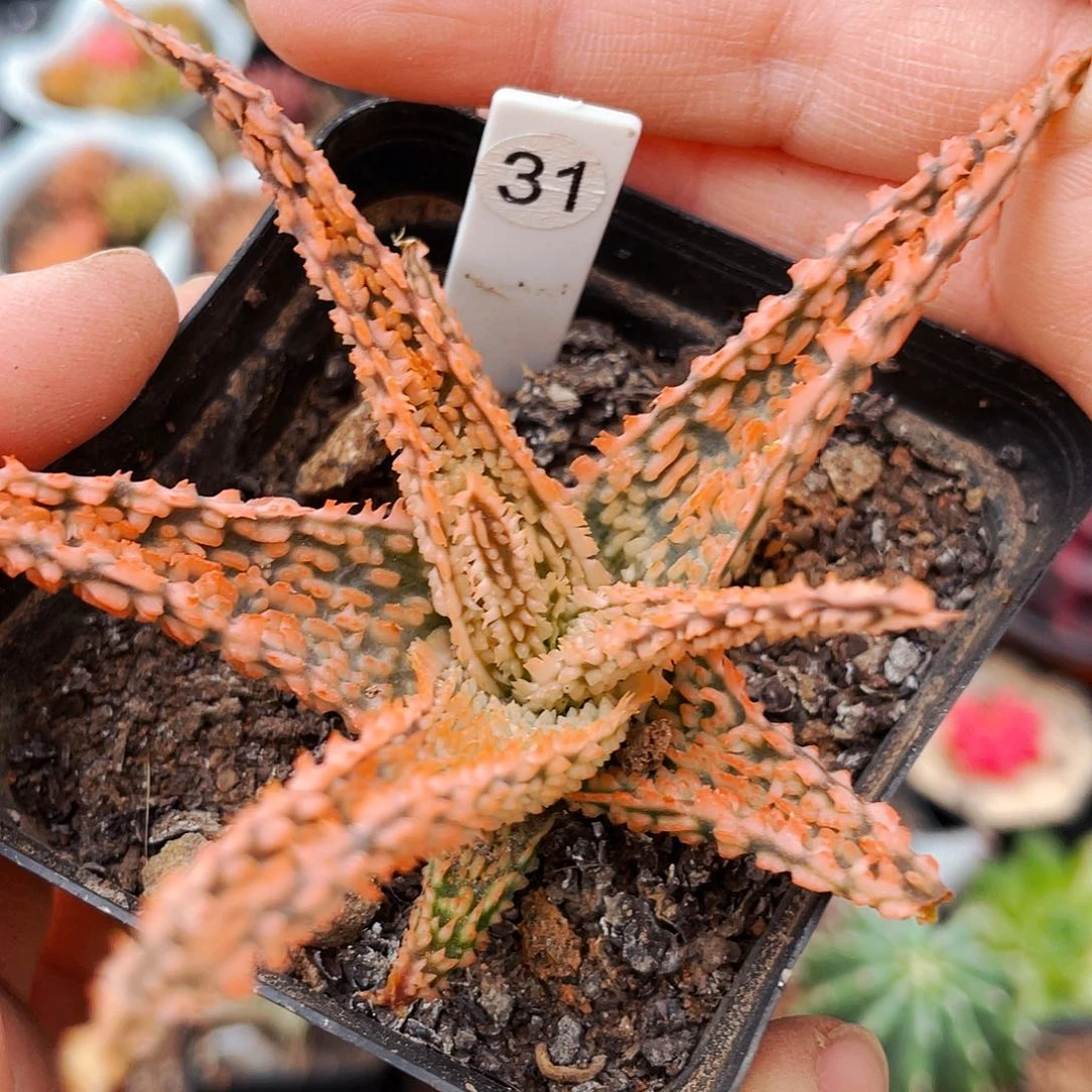 非偏远地区满25包邮仙人球