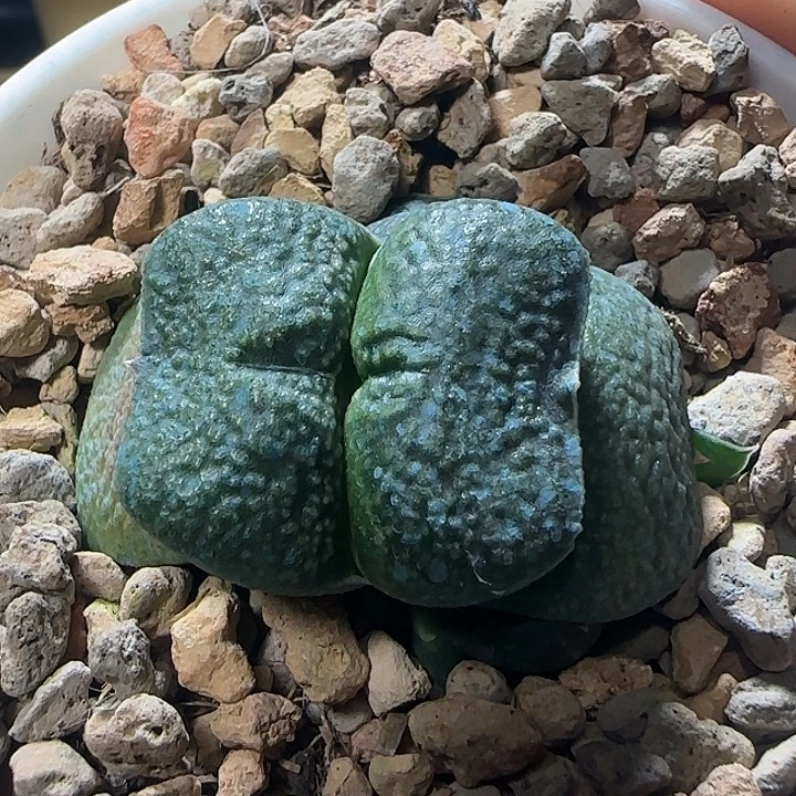 短厚叶军配卧牛带侧芽