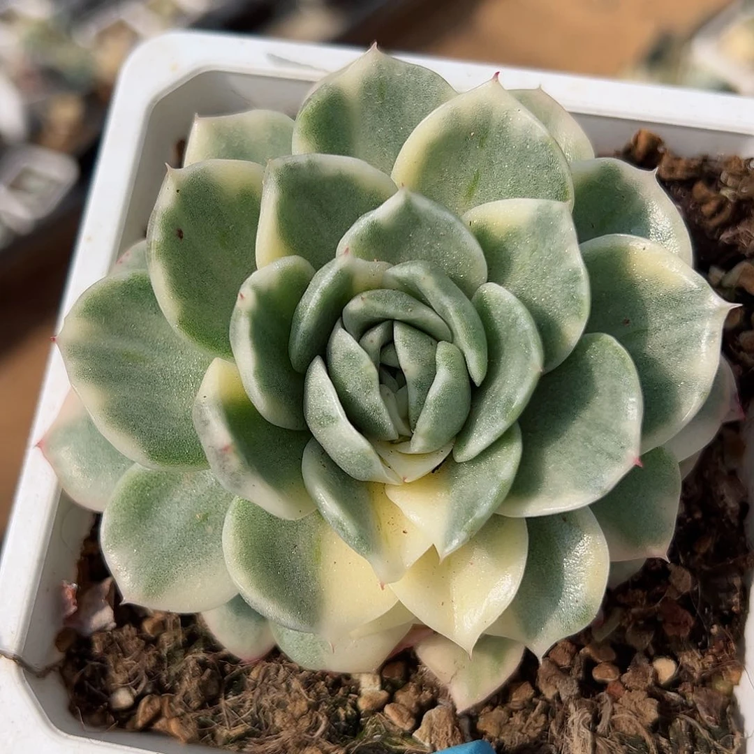 东云锦，覆轮锦多肉植物