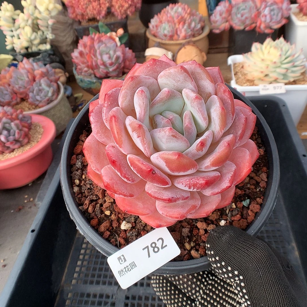 妍***782梦露多肉植物6666